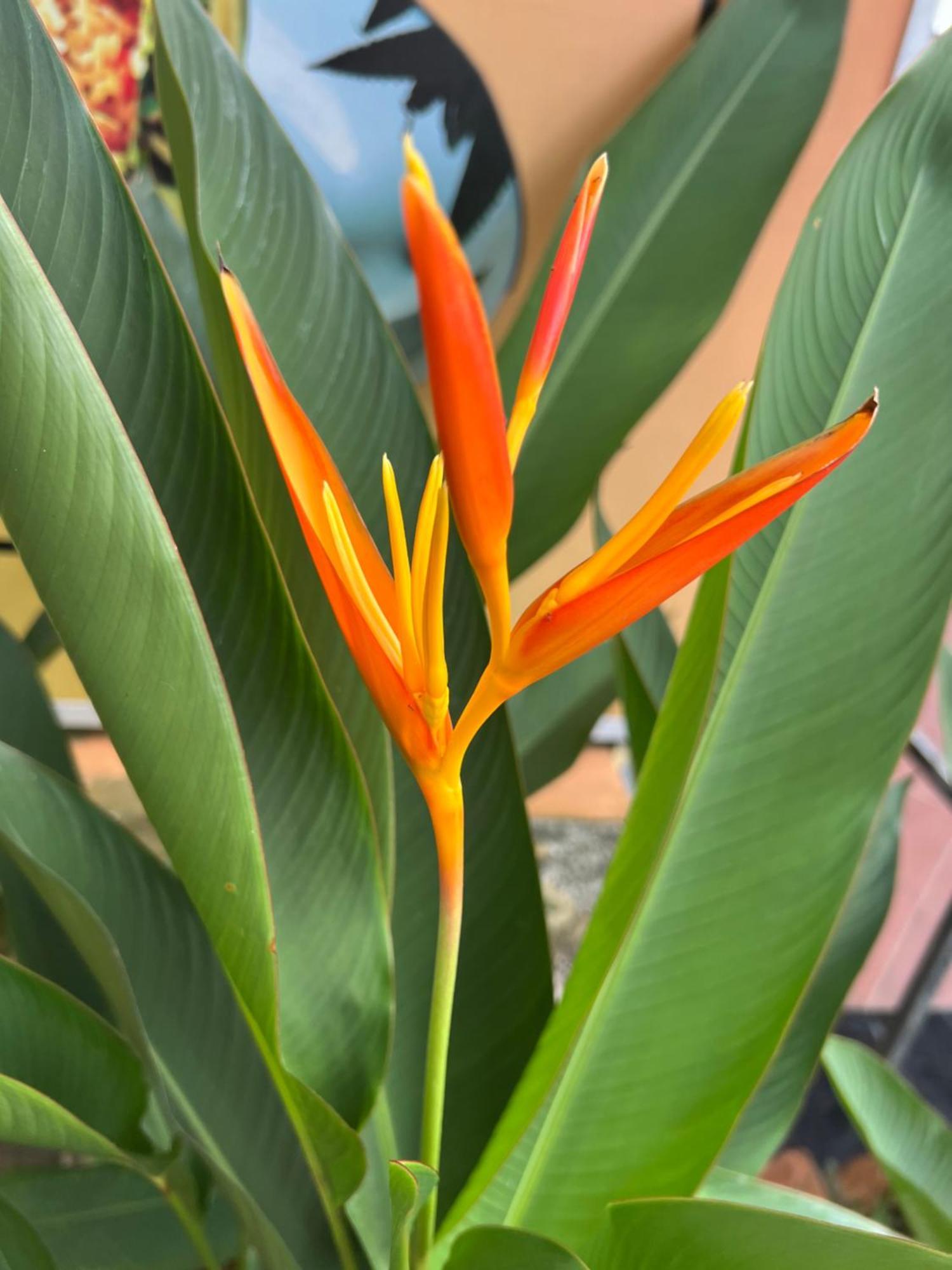 Apartamento Tropical Garden Phu Quoc Exterior foto
